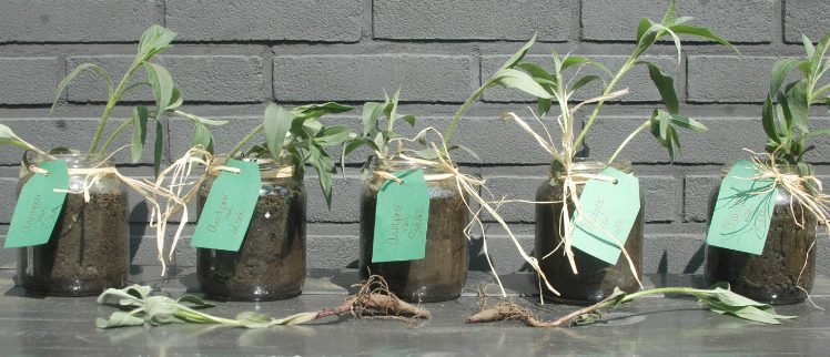 Pollewop Moestuintje | Natuurbeleving bij Kinderopvang Pollewop
